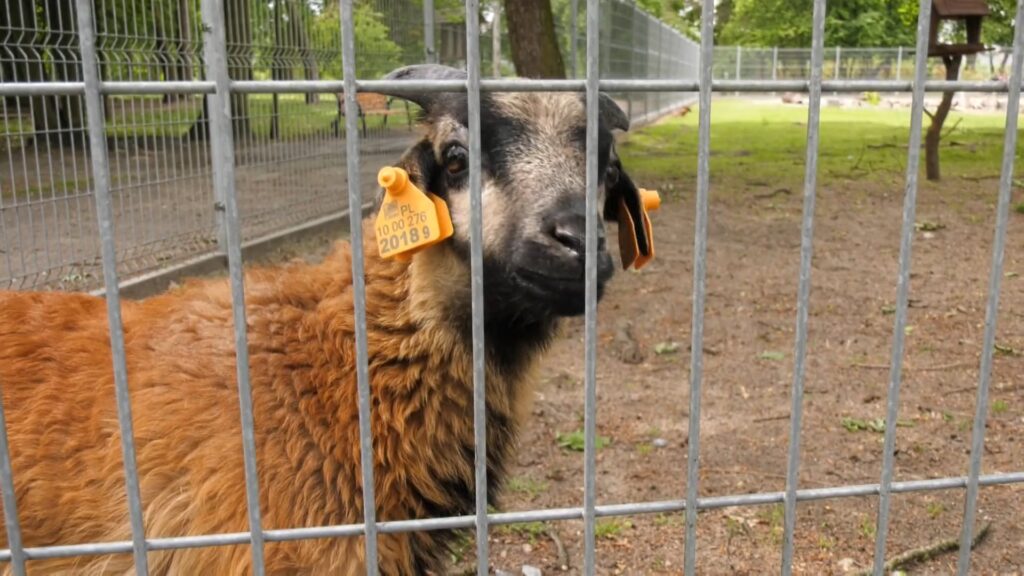 Nowy mieszkaniec śremskiego ZOO. Baran Staś