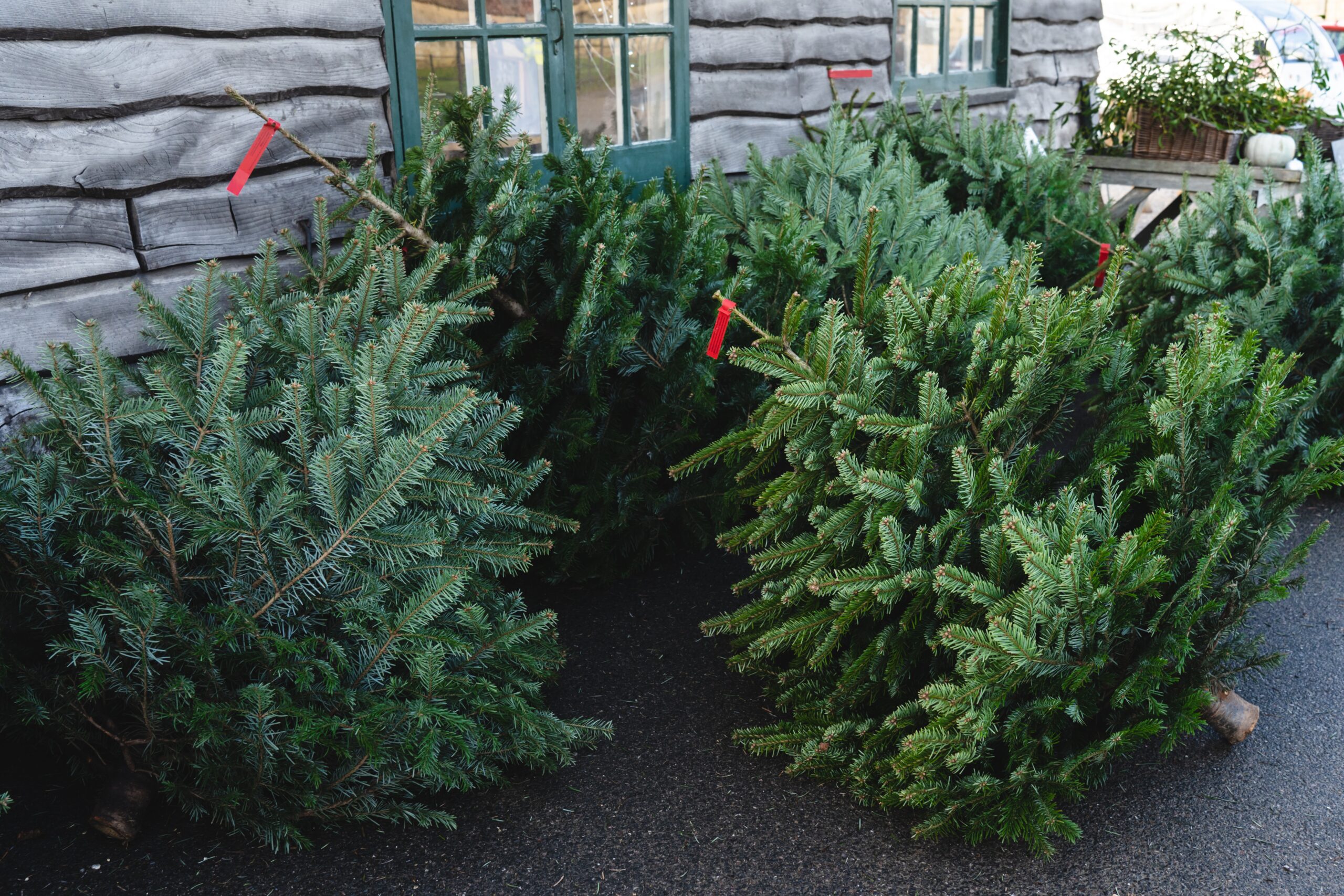 Święta, święta… i po świętach. Co z bożonarodzeniowym drzewkiem?