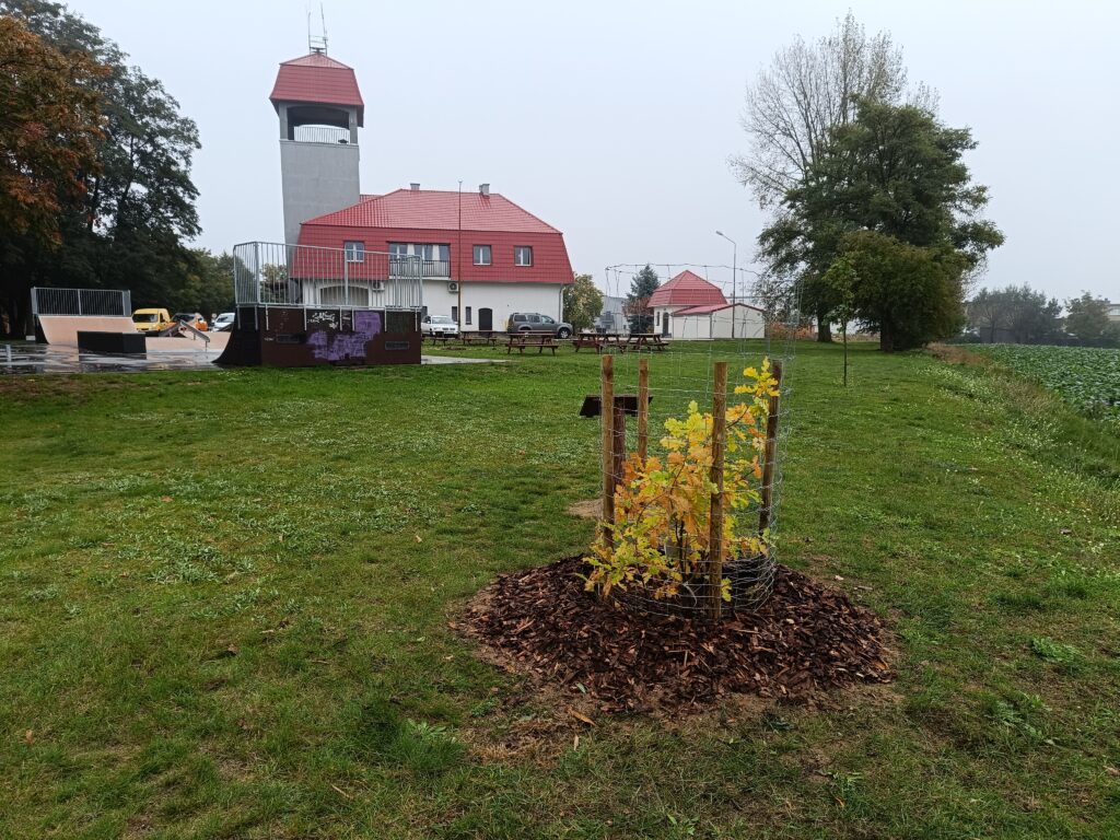 Kolejny „Dąb Wybickiego” rośnie w powiecie