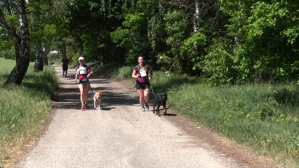 Spacer czy bieg? Dogtrekking w Gaju