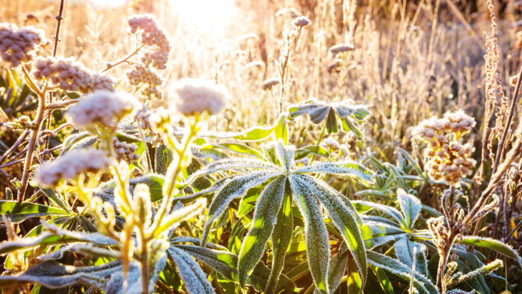Nocne przymrozki wracają