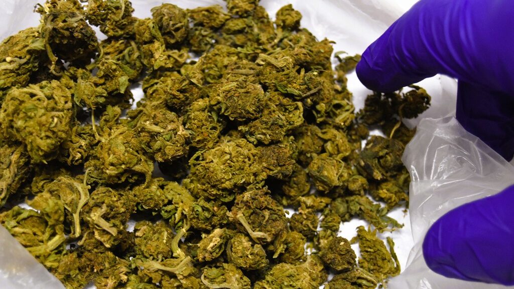 Kolejny zatrzymany za posiadanie narkotyków. 50 gramów marihuany ukryte pod ubraniami