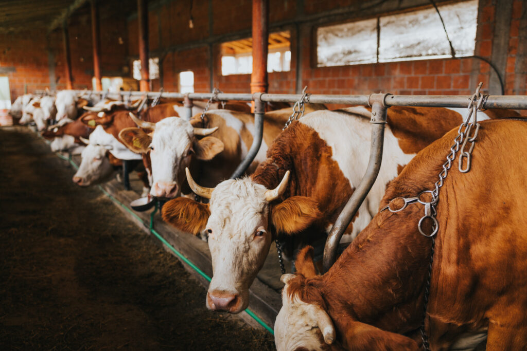 Byk zaatakował rolnika. Mężczyzna nie żyje