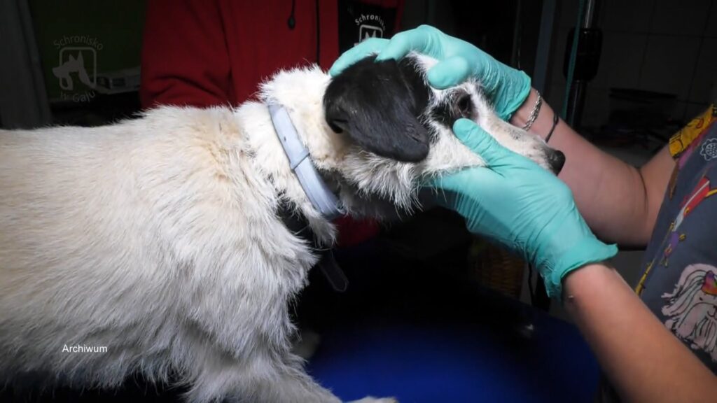 Kwadrans dla psa i kota – odc. 77