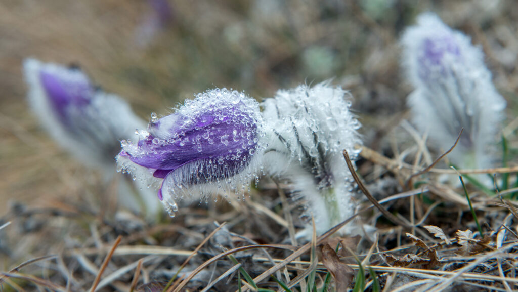 Posadziliście kwiaty i warzywa? Zabezpieczcie je na najbliższą noc!