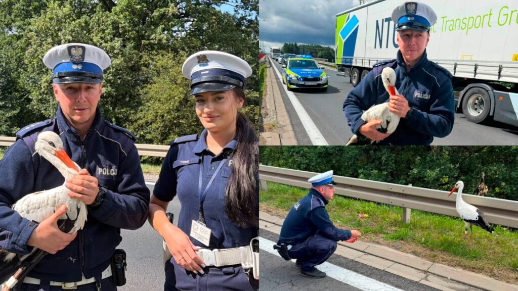 Śremscy policjanci uratowali rannego bociana. Nietypowa interwencja na moście nad Wartą